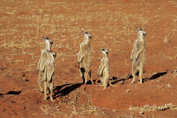 Meerkats