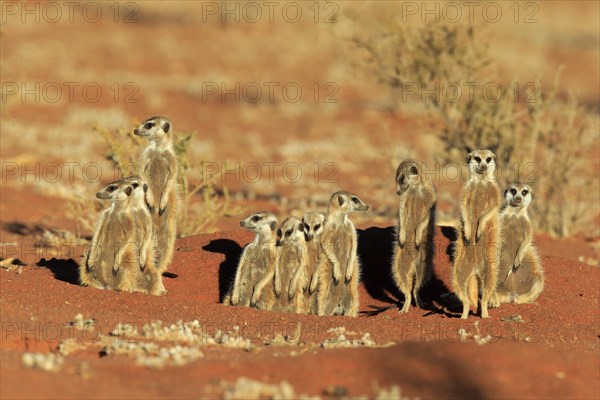 Meerkats