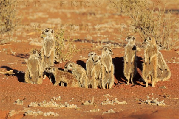 Meerkats