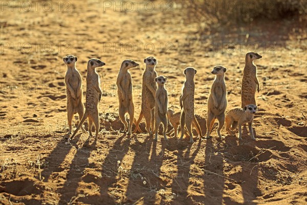 Meerkats