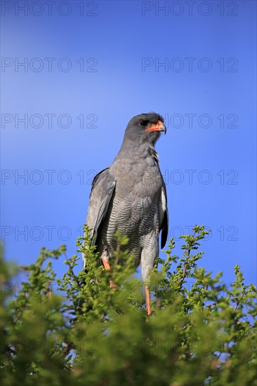 Pale Chanting Goshawk