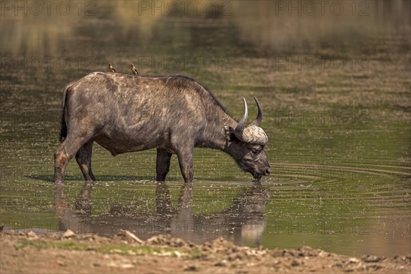 Cape buffalo