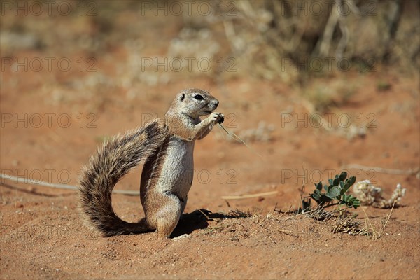 Cape ground squirrel