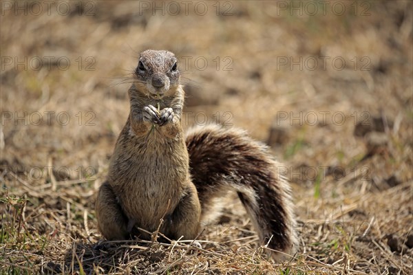 Cape ground squirrel