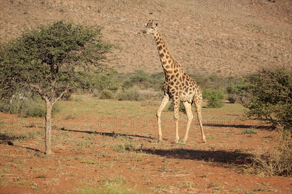 Southern giraffe