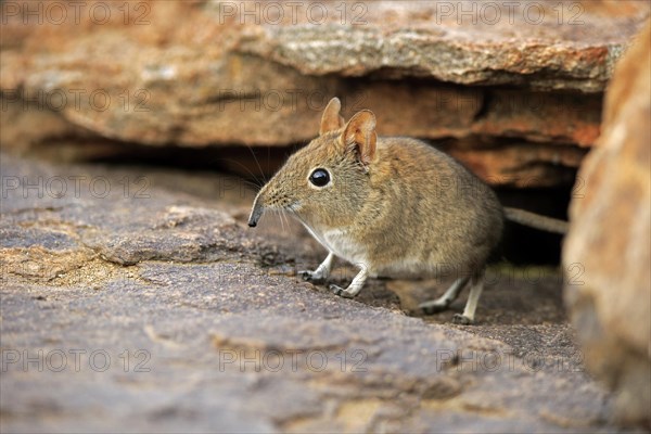 Short-eared Elephant Shrew