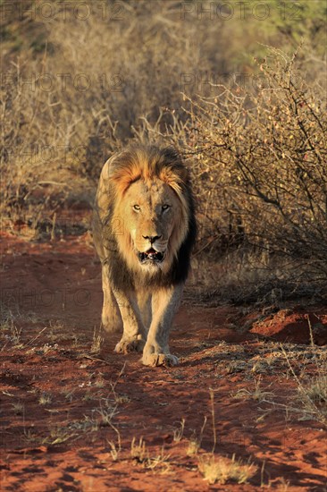 Kalahari lion
