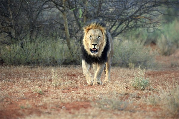 Kalahari lion