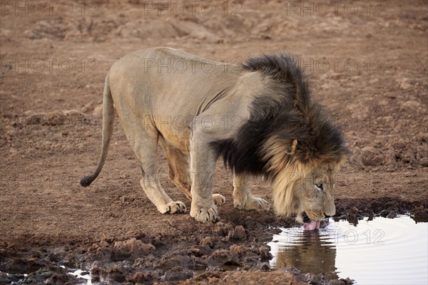 Kalahari lion