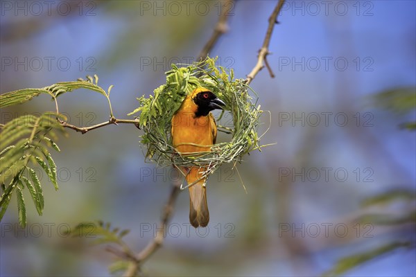 Southern Masked Weaver