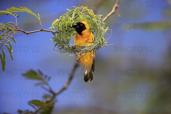 Southern Masked Weaver