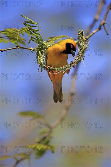 Southern Masked Weaver