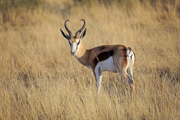 Springbok