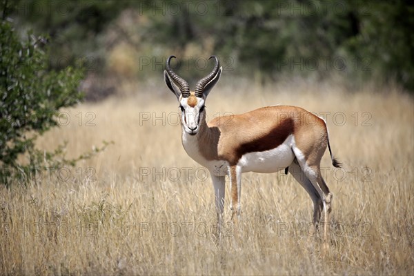Springbok