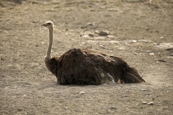 South African ostrich