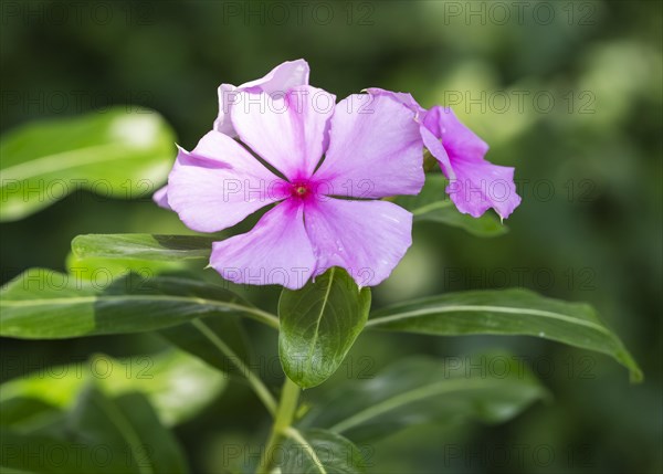 Madagascar periwinkle or