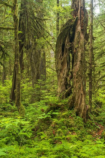 Dense vegetation in the rainforest