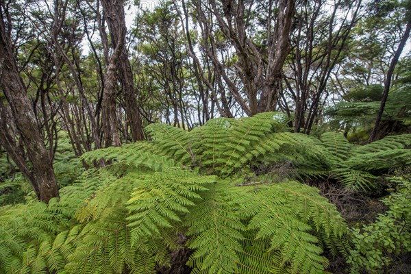 Forests with tree ferns