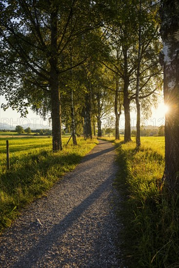 Path and birch tree alley