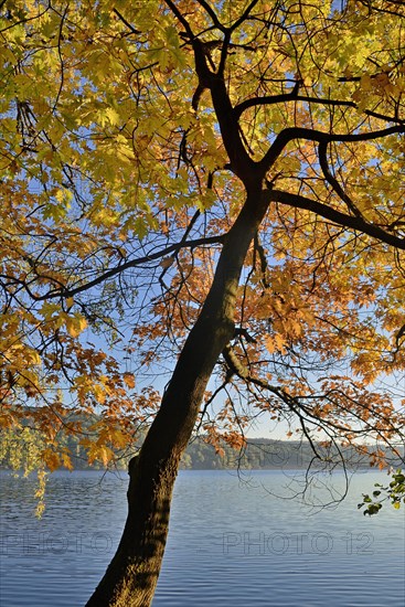 Northern red oak