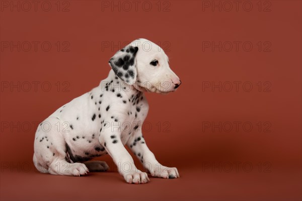 Dalmatian puppy