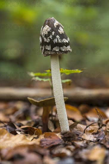 Magpie Fungus