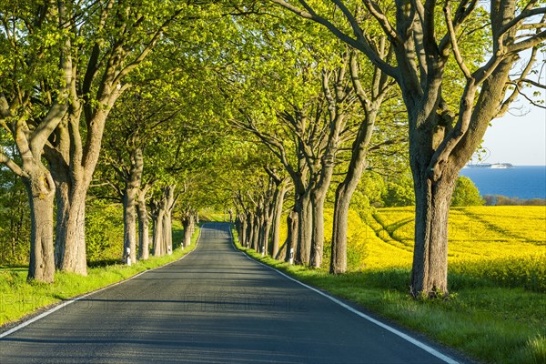 Avenue with maple trees