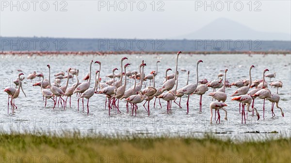 Flamingos