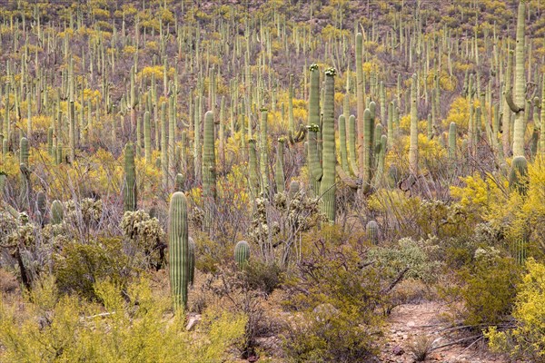 Saguaros