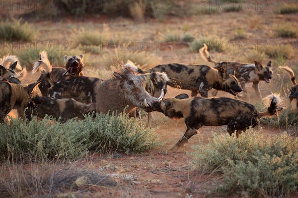 African wild dogs