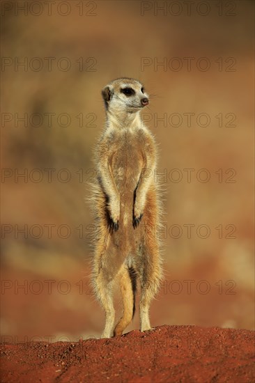 Meerkat