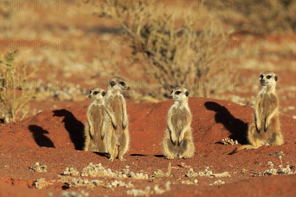 Meerkats