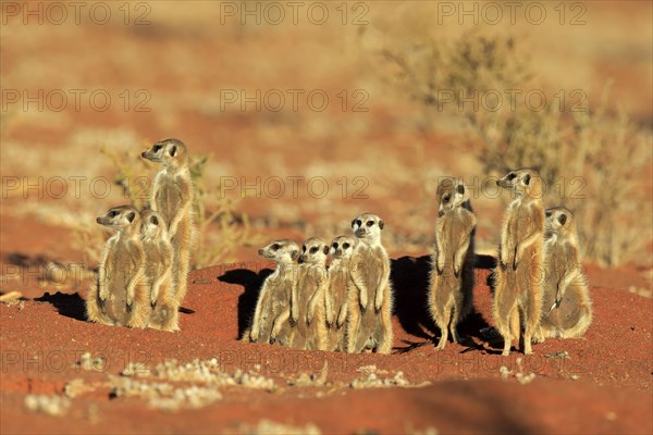 Meerkats