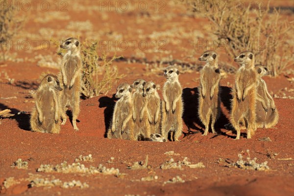 Meerkats