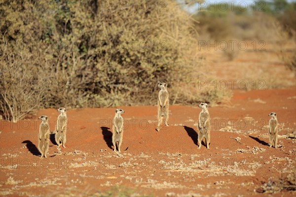 Meerkats