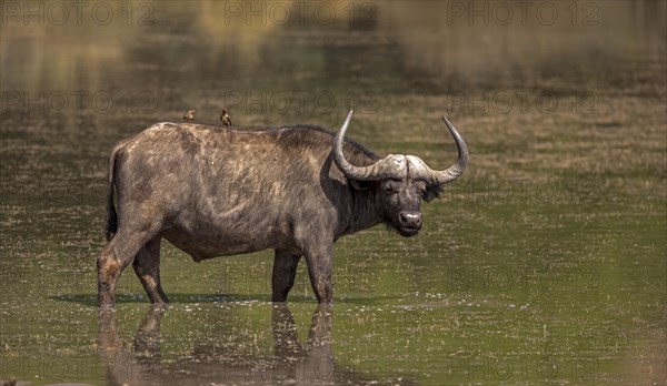 Cape buffalo