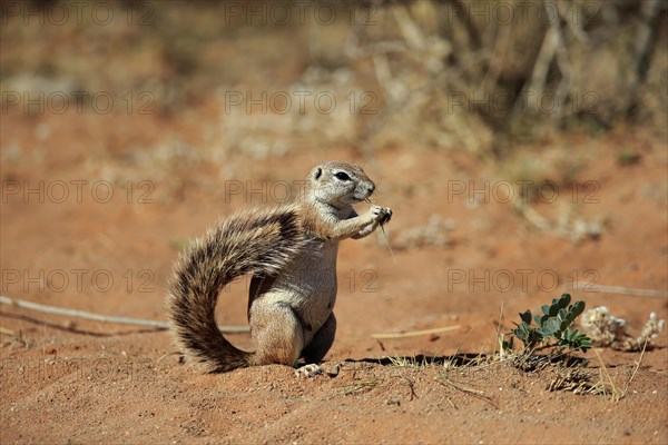 Cape ground squirrel