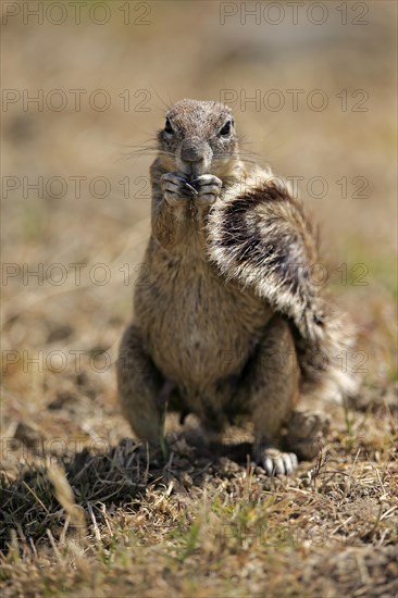 Cape ground squirrel