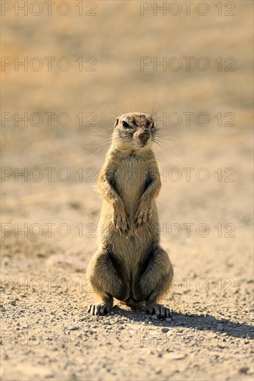 Cape ground squirrel