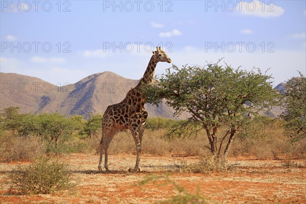 Southern giraffe