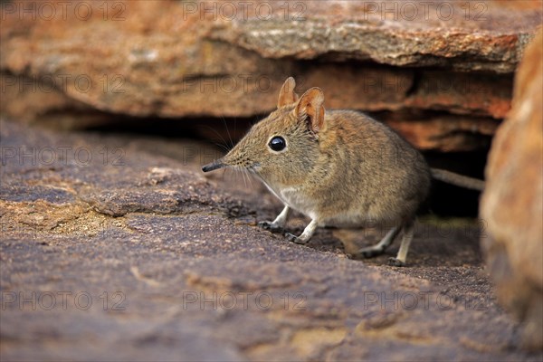 Short-eared Elephant Shrew