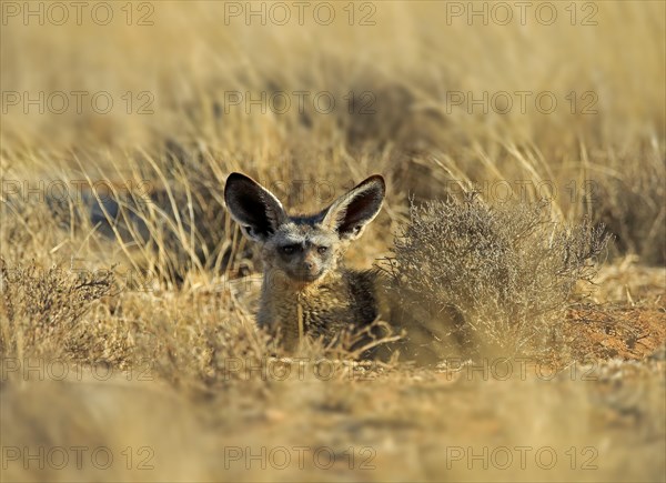 Bat-eared fox