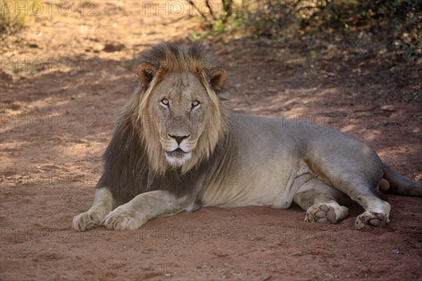 Kalahari lion