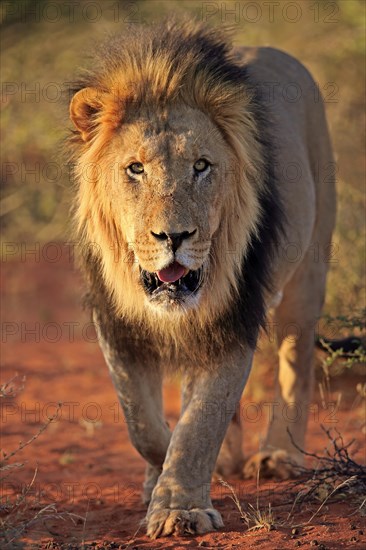 Kalahari lion