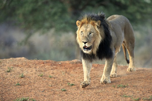 Kalahari lion