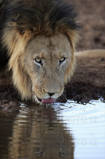 Kalahari lion