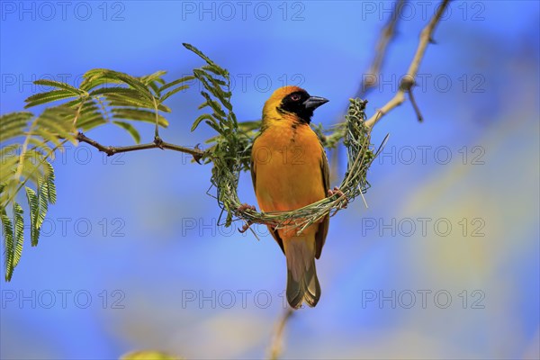 Southern Masked Weaver