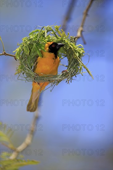 Southern Masked Weaver