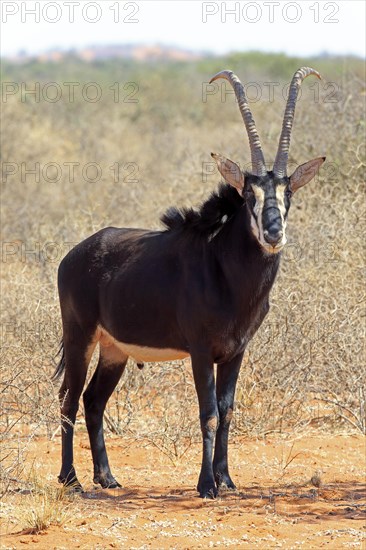 Sable antilope