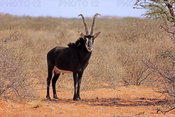 Sable antilope